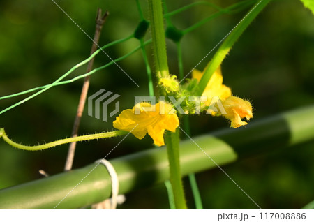 夏野菜 美味しい地きゅうり 夏野菜 美味しい地きゅうり 117008886