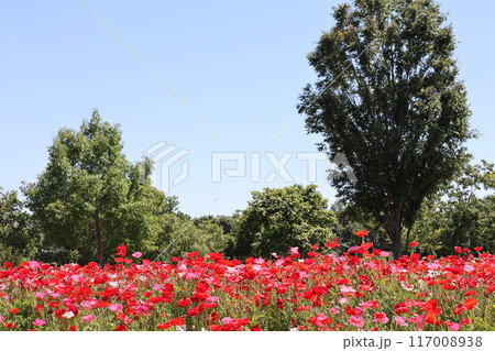 まつぶし緑の丘公園のシャーレーポピー畑 117008938
