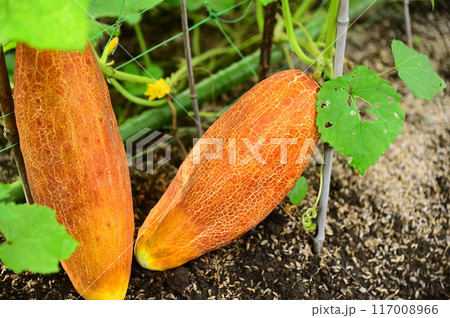 夏野菜 美味しい地きゅうり 117008966