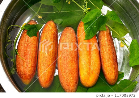 夏野菜 美味しい地きゅうり 117008972