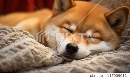 ぐっすり眠る可愛い柴犬の寝顔 117009011