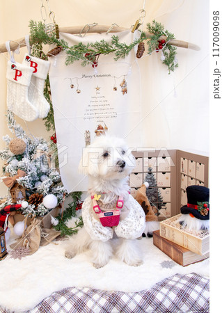 クリスマスなわんこ クリスマスなわんこ 117009098