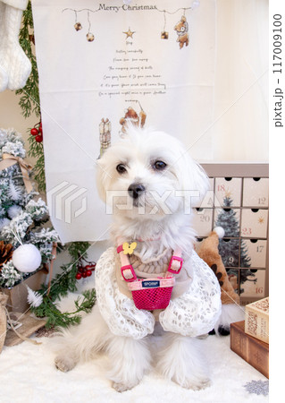 クリスマスなわんこ 117009100