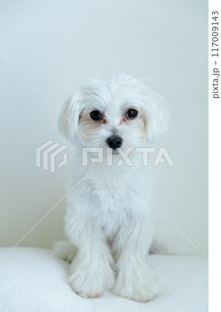 マルチーズ 117009143