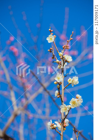 青空に梅の花 117009171