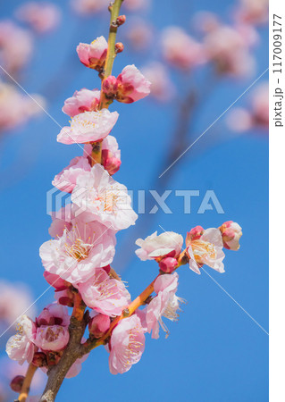 青空に梅の花 青空に梅の花 117009177