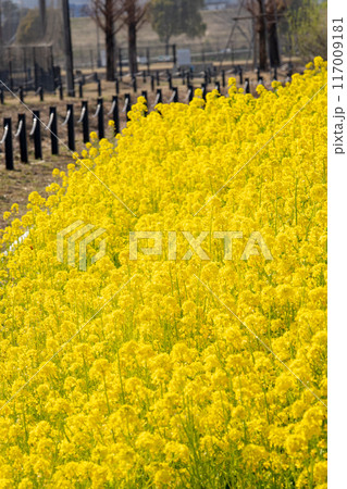 菜の花畑 菜の花畑 117009181