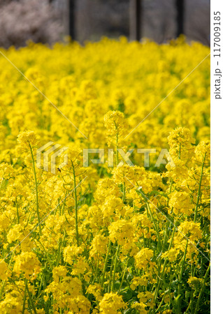 菜の花畑 117009185