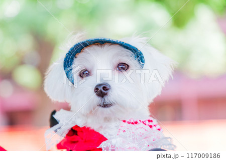 マルチーズ 117009186