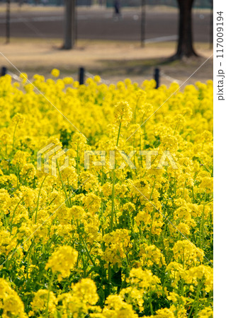 菜の花畑 117009194
