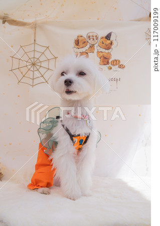 ハロウィンなわんこ ハロウィンなわんこ 117009199