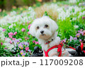 花畑のわんこ 117009208