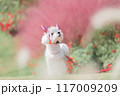 ハロウィンなわんこ 117009209