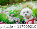 花畑のわんこ 117009210