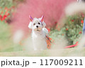 ハロウィンなわんこ 117009211