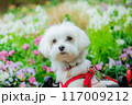 花畑のわんこ 117009212