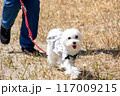笑うわんこ 117009215