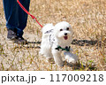 笑うわんこ 117009218