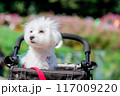 ペットカートのわんこ 117009220