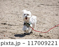 笑うわんこ 117009221