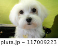 マルチーズ 117009223