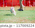走るわんこ 117009224