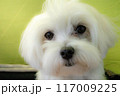 マルチーズ 117009225