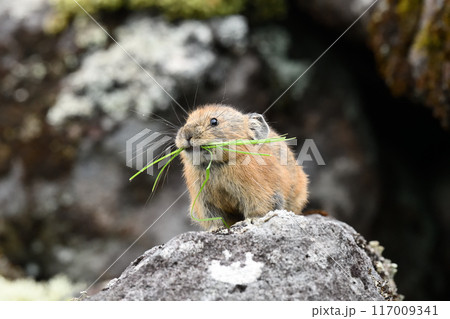 ナキウサギ 117009341