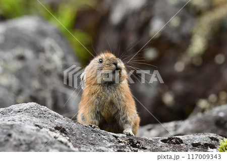 ナキウサギ 117009343