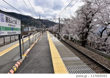 甲州市 中央本線勝沼ぶどう郷駅プラットホームと満開桜 甲州市 中央本線勝沼ぶどう郷駅プラットホームと満開桜 117009365