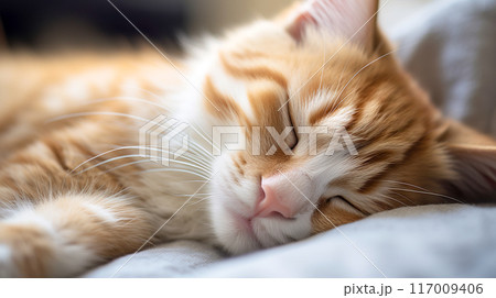 ぐっすり眠る可愛い猫の寝顔 117009406