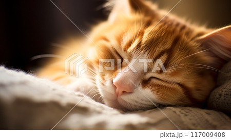 ぐっすり眠る可愛い猫の寝顔 117009408