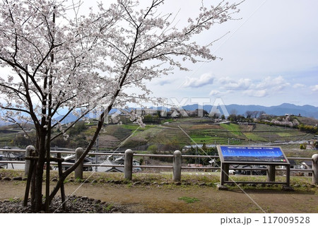 甲州市　中央本線勝沼ぶどう郷駅からのパノラマ展望と満開桜 117009528