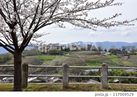 甲州市　中央本線勝沼ぶどう郷駅からのパノラマ展望と満開桜 117009529