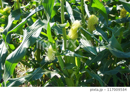 トウモロコシ　畑　深谷 117009584