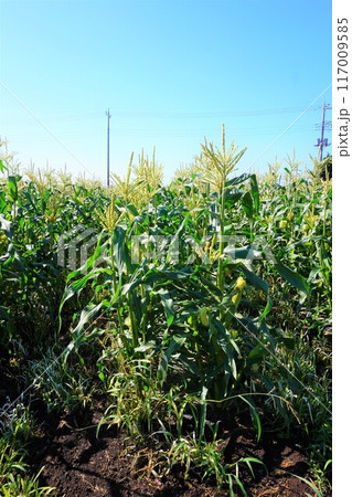 トウモロコシ 畑 深谷 トウモロコシ 畑 深谷 117009585