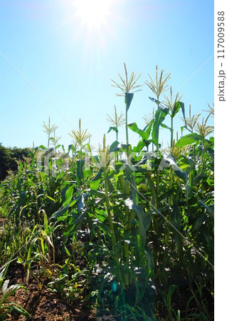 トウモロコシ　畑　深谷 117009588