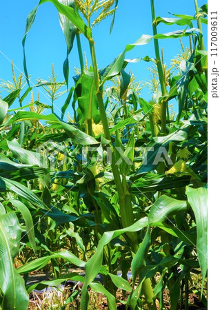 トウモロコシ 畑 深谷 トウモロコシ 畑 深谷 117009611