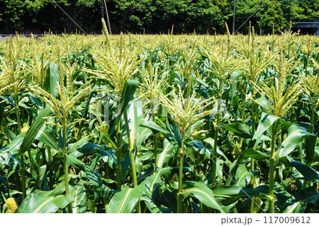 トウモロコシ 畑 深谷 トウモロコシ 畑 深谷 117009612
