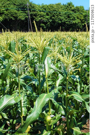 トウモロコシ 畑 深谷 トウモロコシ 畑 深谷 117009613