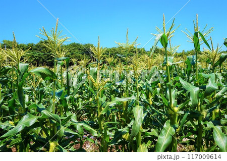 トウモロコシ 畑 深谷 トウモロコシ 畑 深谷 117009614