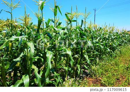 トウモロコシ 畑 深谷 トウモロコシ 畑 深谷 117009615