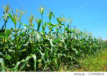 トウモロコシ 畑 深谷 トウモロコシ 畑 深谷 117009616