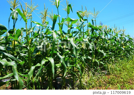 トウモロコシ 畑 深谷 トウモロコシ 畑 深谷 117009619