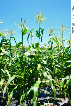 トウモロコシ 畑 深谷 トウモロコシ 畑 深谷 117009620