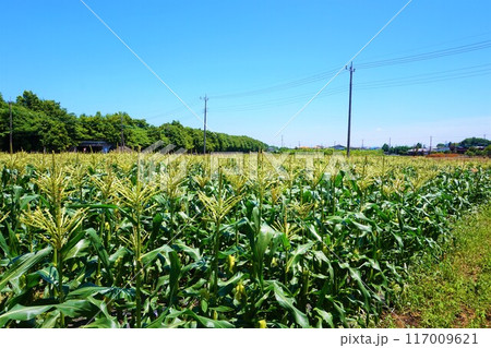 トウモロコシ 畑 深谷 トウモロコシ 畑 深谷 117009621