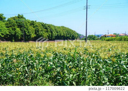 トウモロコシ　畑　深谷 117009622