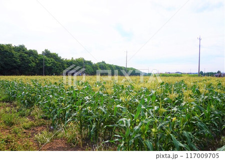 トウモロコシ　畑　深谷 117009705