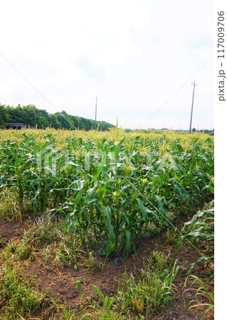 トウモロコシ 畑 深谷 トウモロコシ 畑 深谷 117009706