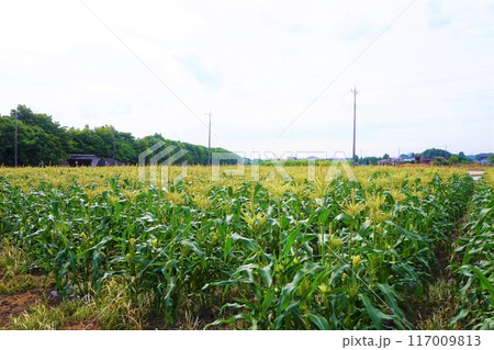 トウモロコシ　畑　深谷 117009813